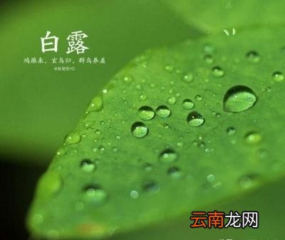 什么是“白露水”呢