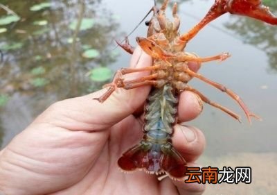 个方法小龙虾的鲜活度