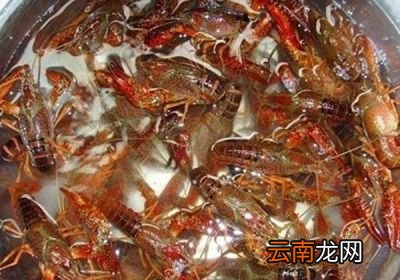 个方法小龙虾的鲜活度