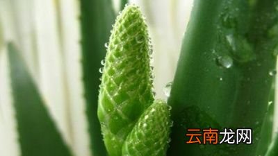 哪种芦荟可以美容