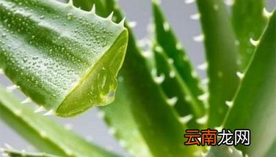 哪种芦荟可以美容