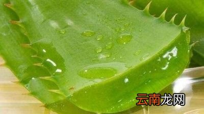哪种芦荟可以美容