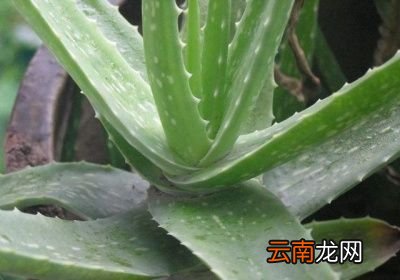 哪种芦荟可以美容