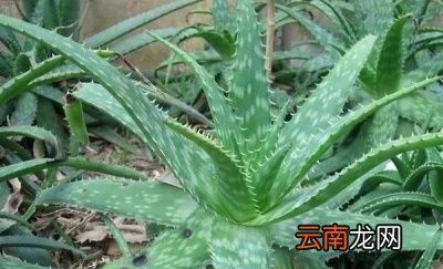 哪种芦荟可以美容