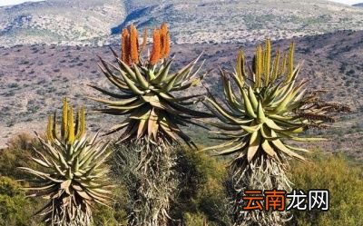 哪种芦荟可以美容