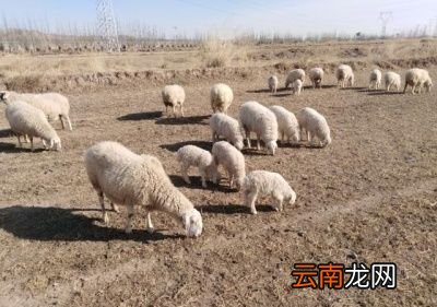 给羊断尾的好处