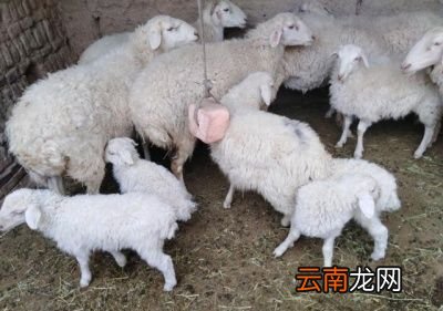 给羊断尾的好处