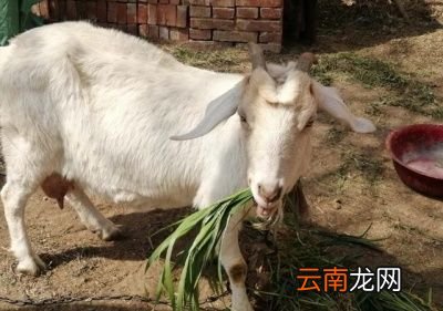 既然这么多的优点为啥还要断尾呢