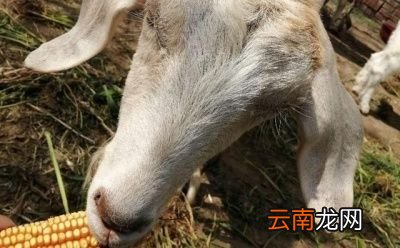 既然这么多的优点为啥还要断尾呢