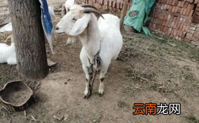 既然这么多的优点为啥还要断尾呢