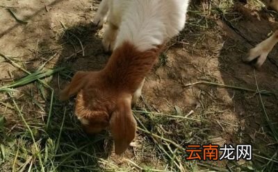 既然这么多的优点为啥还要断尾呢