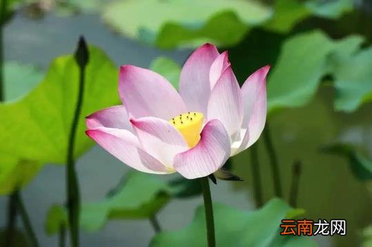 2022年7月有什么特殊的日子 2022年7月有什么节日和纪念日