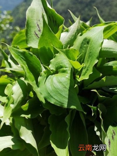 七月份农村都有什么美味野菜可以食用