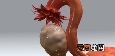 更年期吃什么补品比较好