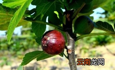 无花果不结果的原因及解决办法