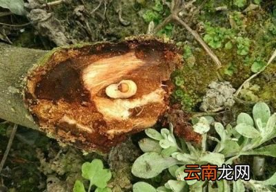 无花果不结果的原因及解决办法