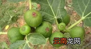 无花果不结果怎么办