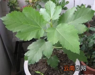 无花果不结果怎么办