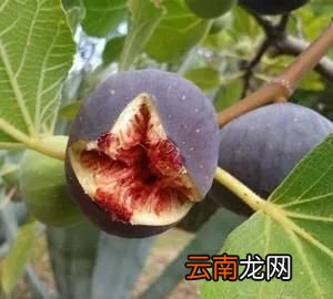 无花果不结果怎么办