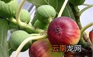 无花果不结果怎么办