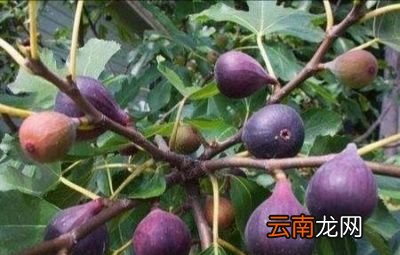 无花果适合室内养植吗