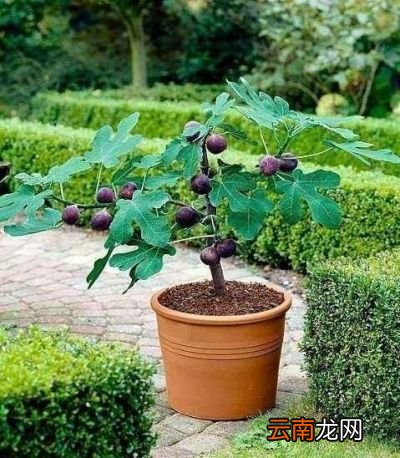 无花果适合室内养植吗