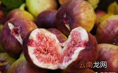 无花果适合室内养植吗