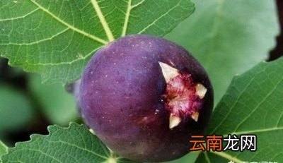 和大家说下无花果怎么养