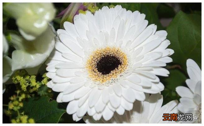 一生最有福的三个生肖,心态年轻很有魅力,不缺钱也不缺爱