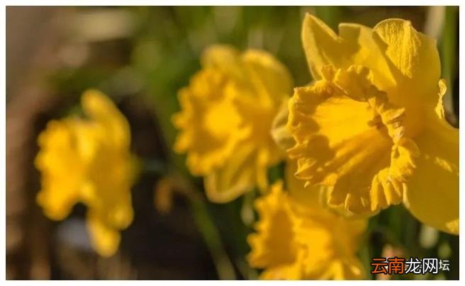 一生最有福的三个生肖,心态年轻很有魅力,不缺钱也不缺爱