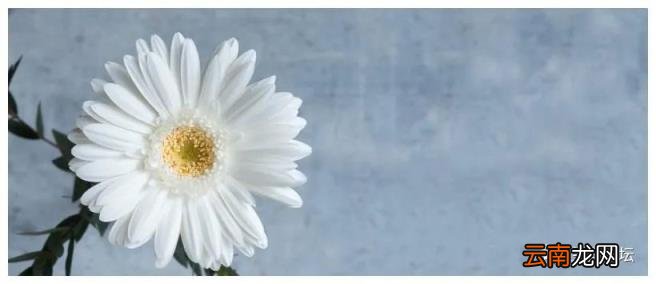 一生最有福的三个生肖,心态年轻很有魅力,不缺钱也不缺爱