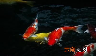 锦鲤一天喂几次