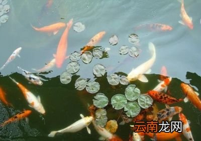 锦鲤一天喂几次