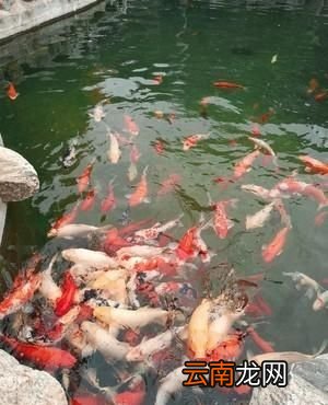 锦鲤一天喂几次