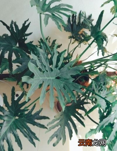 屋里养什么绿植好