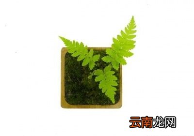 屋里养什么绿植好