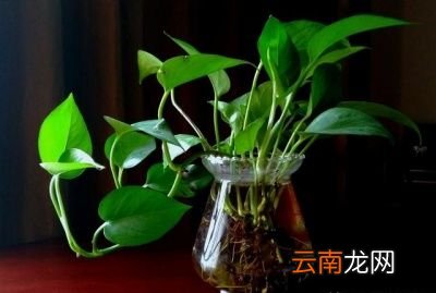 屋里养什么绿植好