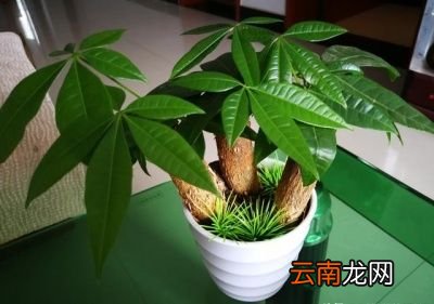 屋里养什么绿植好