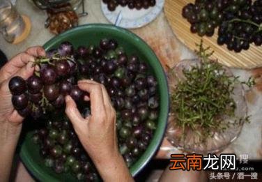 自酿葡萄酒的步骤详解 怎样酿葡萄酒