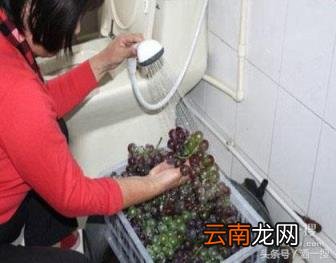 自酿葡萄酒的步骤详解 怎样酿葡萄酒