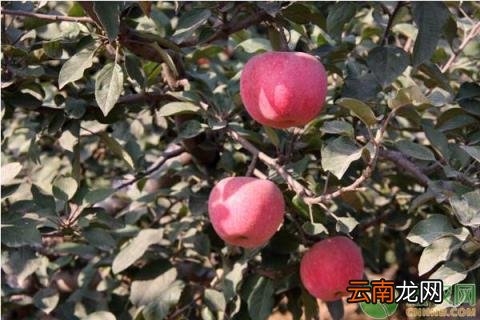 蛇果和苹果的区别 蛇果和苹果有什么区别