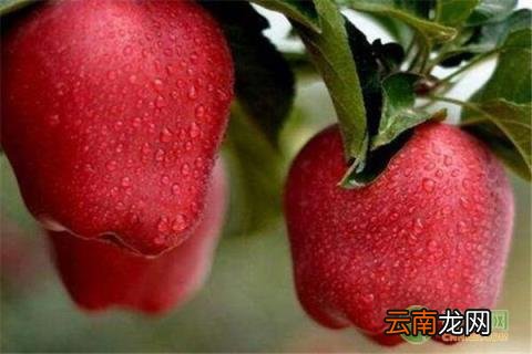 蛇果和苹果的区别 蛇果和苹果有什么区别