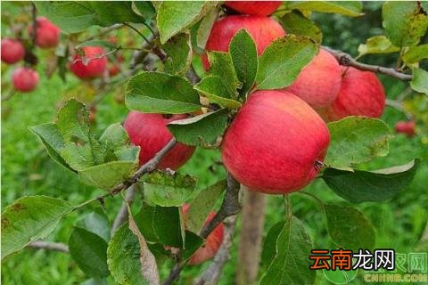 蛇果和苹果的区别 蛇果和苹果有什么区别