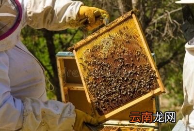 经常喝蜂蜜水有什么优点