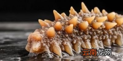海参的烹饪方法