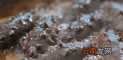 海参的泡发方法