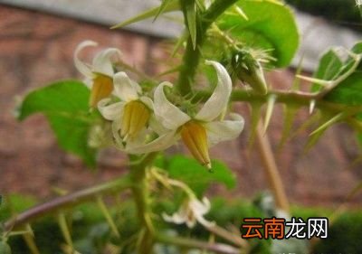 农村常见的牛茄子有什么用