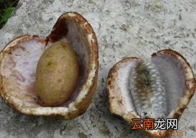 农村常见的牛茄子有什么用