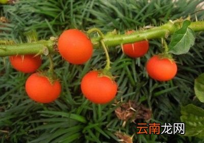 农村常见的牛茄子有什么用