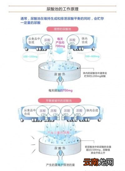 嘌呤尿酸高了会怎样